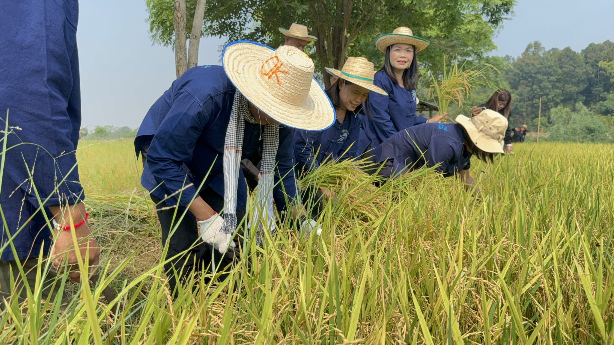 title - ส.ป.ก.ยโสธร ร่วมกิจกรรมเกี่ยวข้าว ภายใต้โครงการปลูกข้าวเฉลิมพระเกียรติ พระบาทสมเด็จพระเจ้าอยู่หัวฯ เนื่องในโอกาส มหามงคลเฉลิมพระชนมพรรษา 74 พรรษา